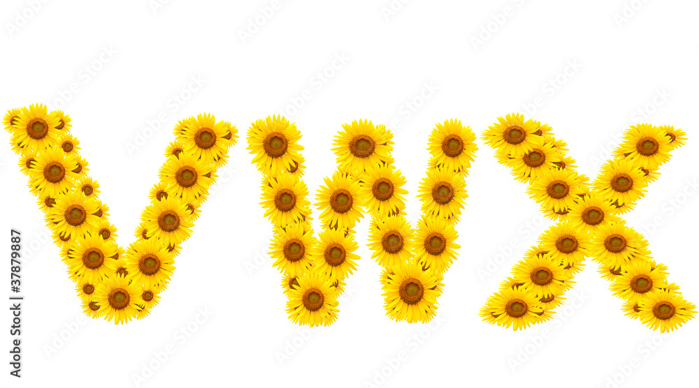 alphabet VWX , sunflower isolated on white background alphabet VWX , sunflower isolated on white background