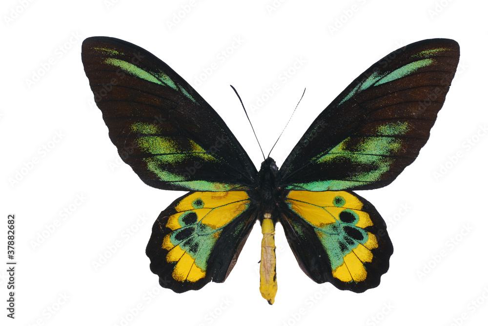 Fototapeta premium Rothschild’s birdwing (Ornithoptera rothschildi)