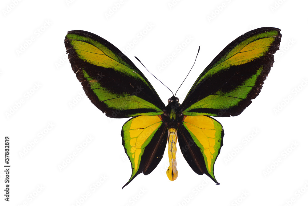 Fototapeta premium Birdwing swallowtail