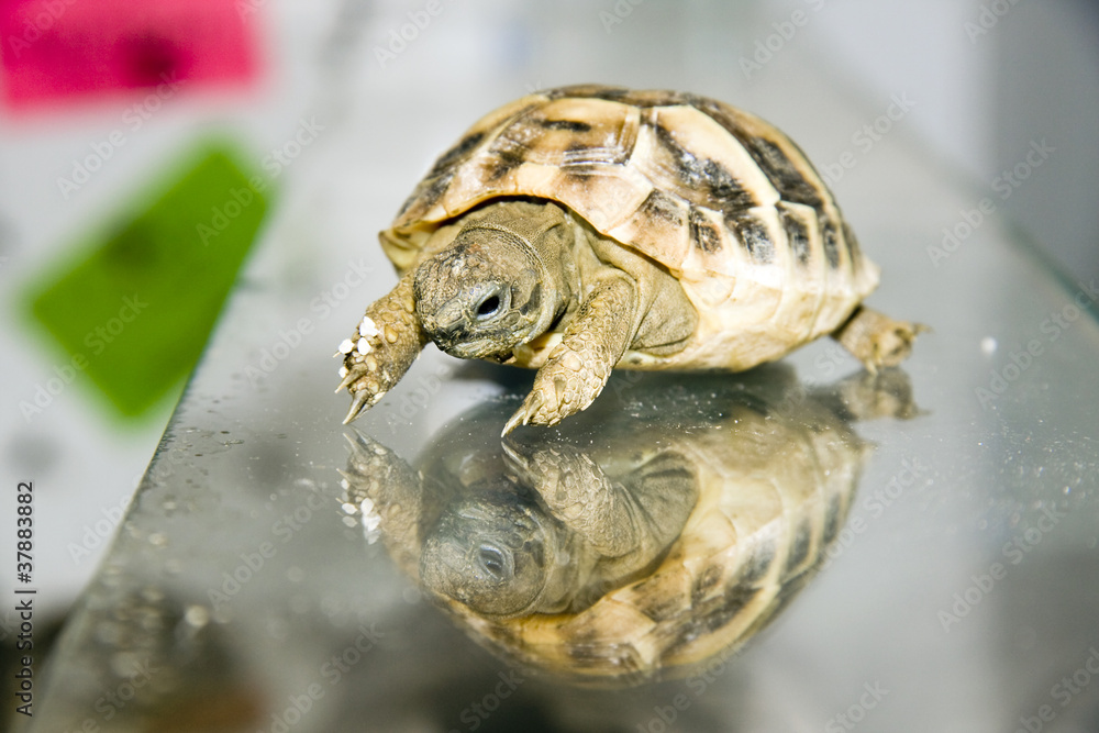 Naklejka premium Hermann's tortoise (Testudo hermanni) baby