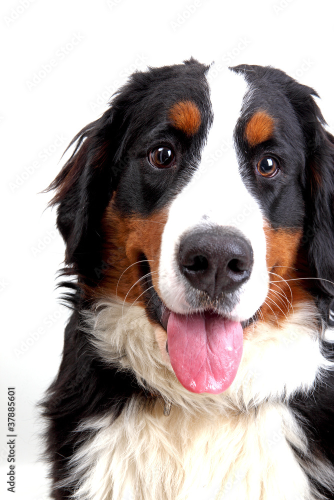 Bernese mountain dog