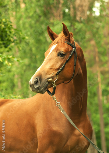 portrait of beautiful red horse