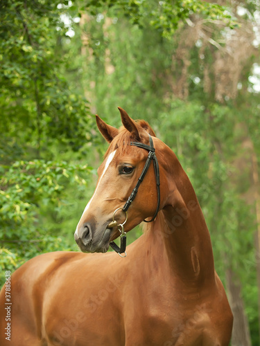 portrait of beautiful red horse © anakondasp