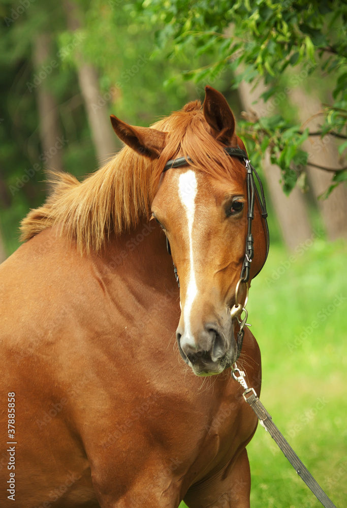 portrait of beautiful red breed mare