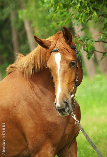portrait of beautiful red breed mare