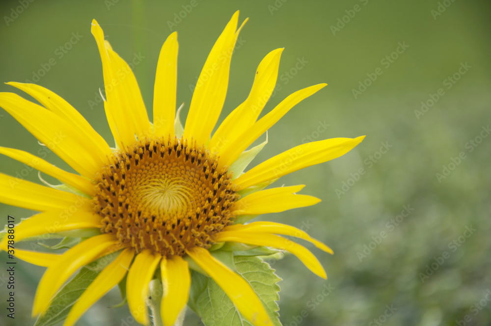Obraz premium Sunflower on green background