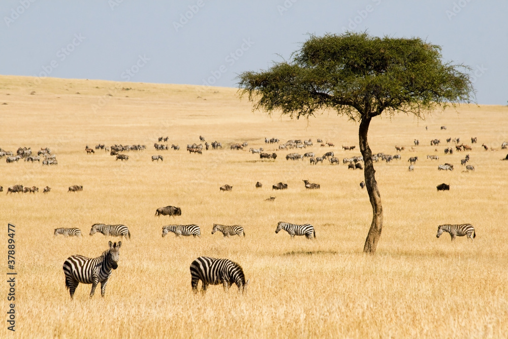 Fototapeta premium Równiny zebry (Equus quagga) i Gnus w Masai Mara w Kenii