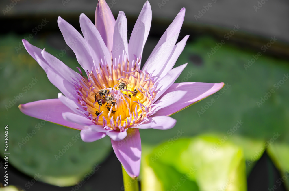 Bees in tropical garden with a lotus flower Bees in tropical garden with a lotus flower