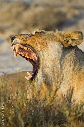 Lioness displays dangerous teeth;Panthera leo . photo