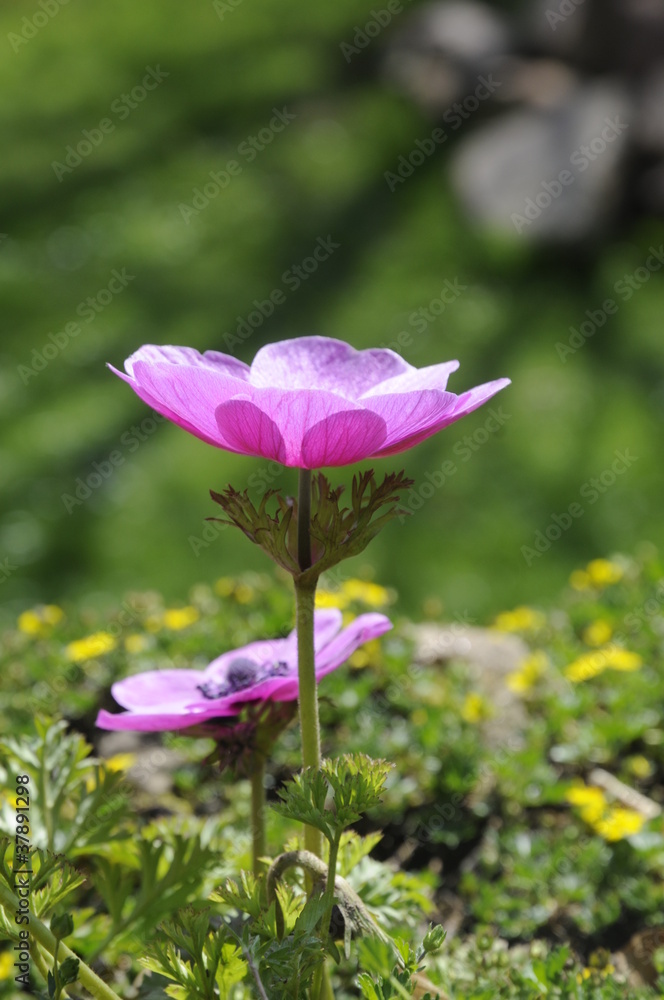 Fototapeta premium Anemone