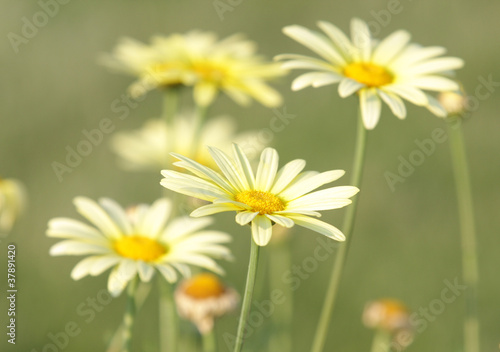 Yellow daisies © JRP Studio