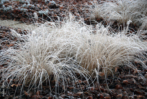 Frosty tuft of grass