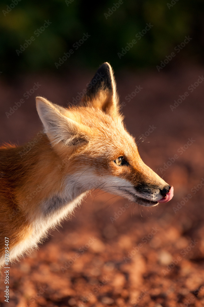 Red fox in Prince Edward Island national park Red fox in Prince Edward Island national park