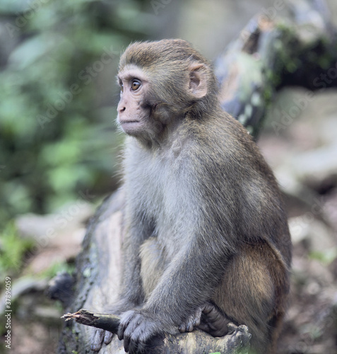 Rhesus Macaque meditating © omdim