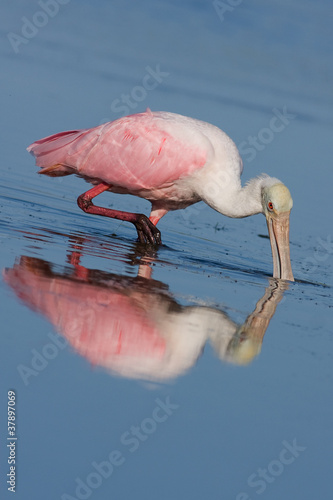 A single Roseate Spoonbill hunting for dinner