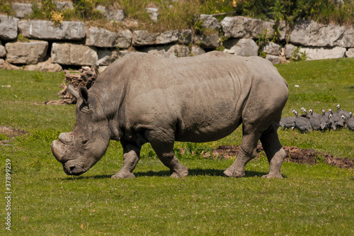 Rhino in Salzburg zoo