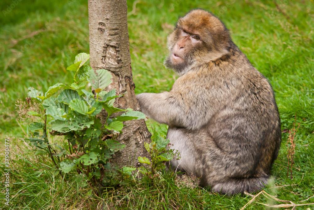Obraz premium Barbary Macaque