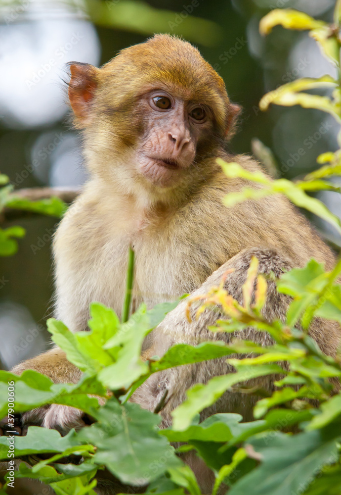 Barbary Macaque Barbary Macaque