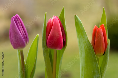 Three spring tulips