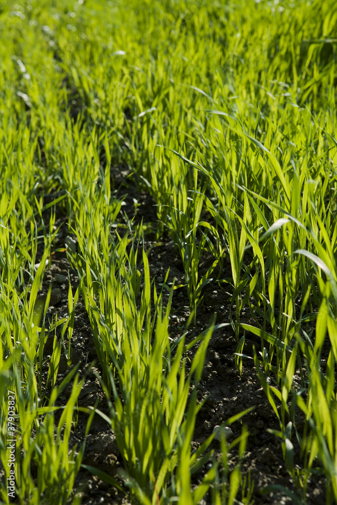 Obraz premium Green grass