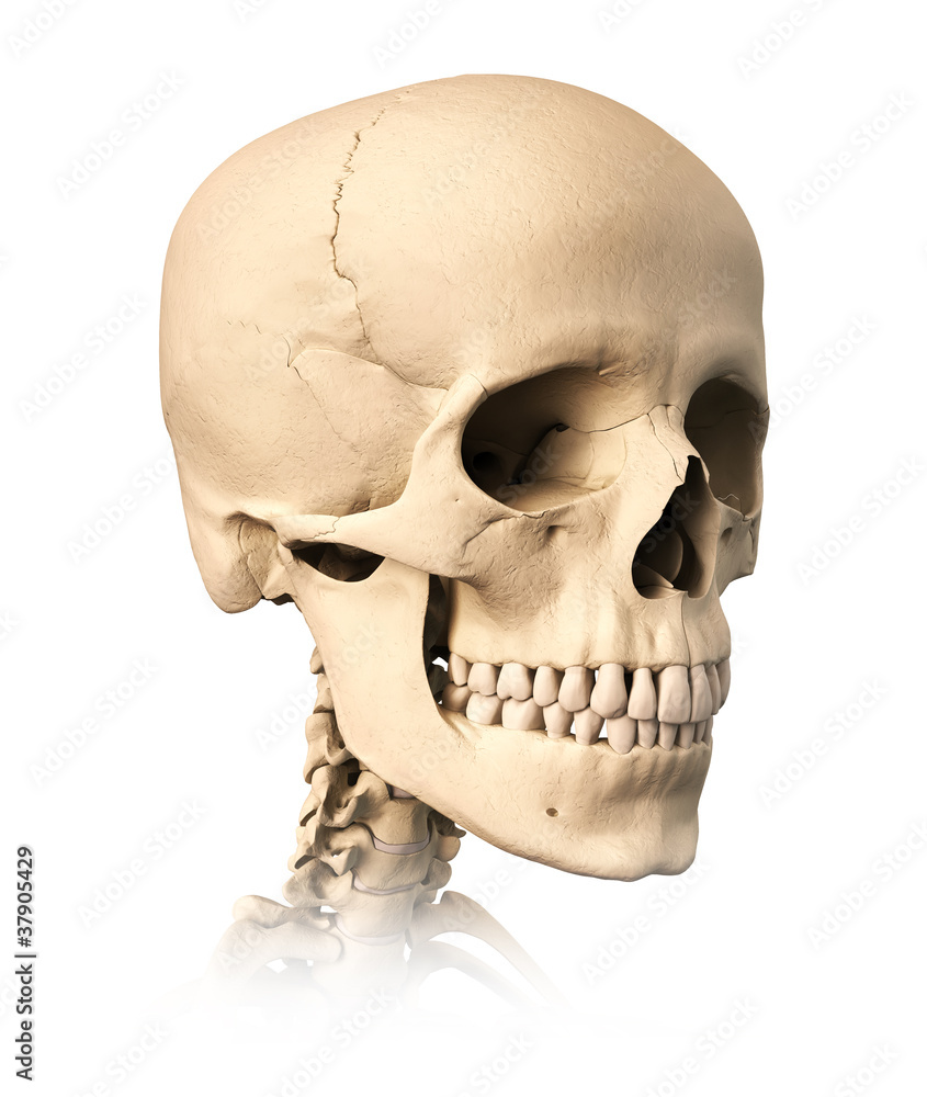 Obraz premium Human skull.