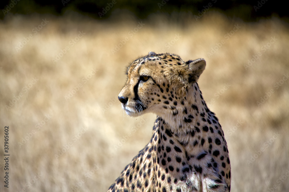 a cheetah in etosha national park namibia africa a cheetah in etosha national park namibia africa