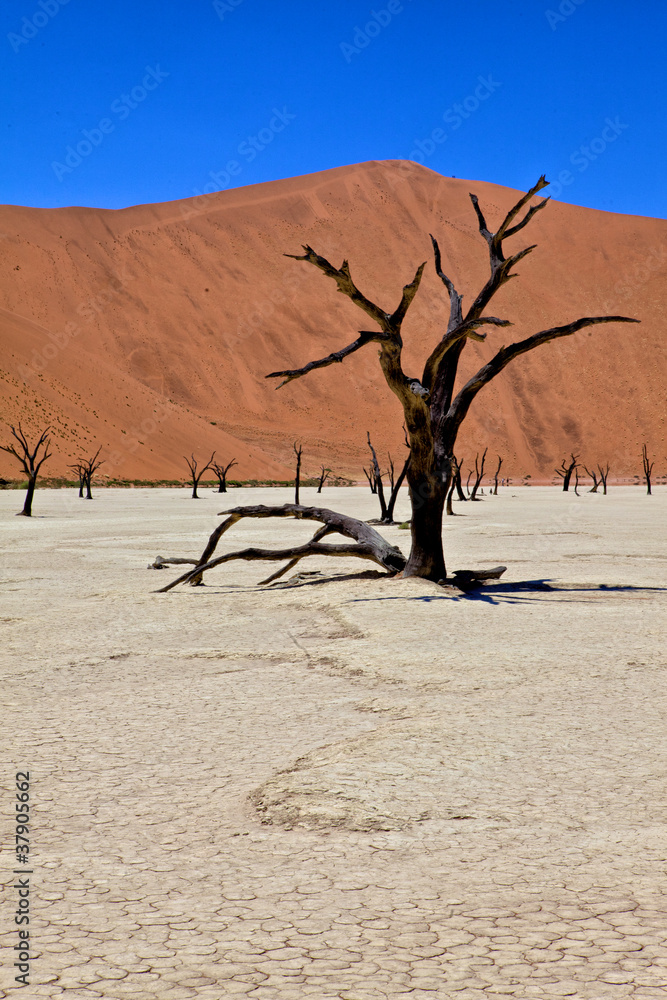 a dead tree in deadvlei namib naukluft park namibia africa a dead tree in deadvlei namib naukluft park namibia africa