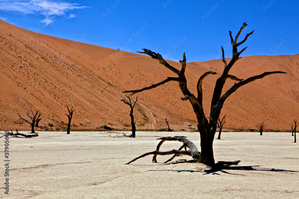 a dead tree in deadvlei namib naukluft park