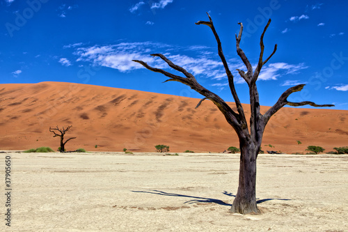 a dead tree in deadvlei namib naukluft park namibia africa west