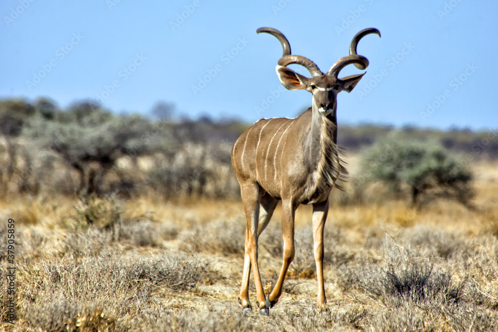a grand kudu in etosha national park namibia a grand kudu in etosha national park namibia