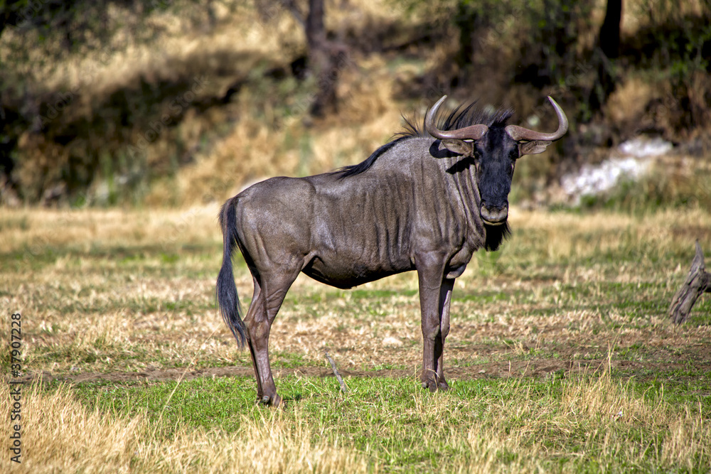 blue wildebeest at Daan Viljoen Game Park Namibia