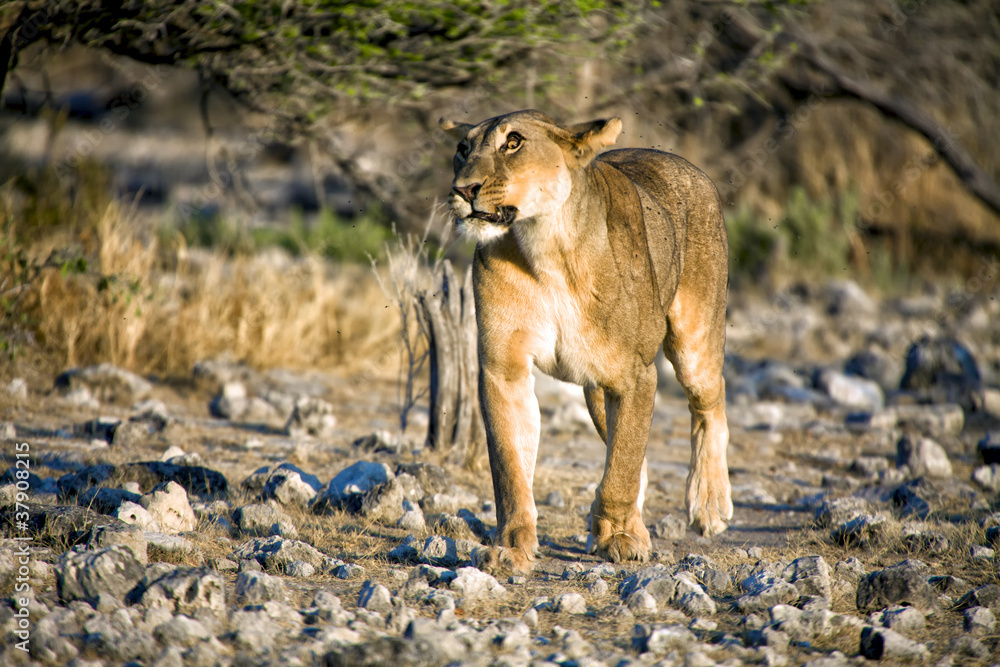 lioness with a strange eye at etosha national park namibia lioness with a strange eye at etosha national park namibia