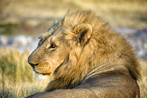 Fototapeta Naklejka Na Ścianę i Meble -  male lion in etosha national park namibia africa