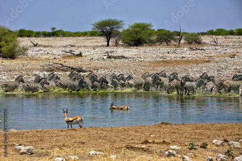 Foto zebra at okaukueho etosha national park