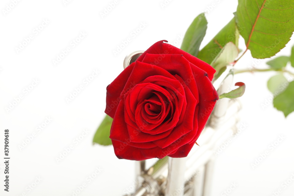 red rose and old trumpet red rose and old trumpet