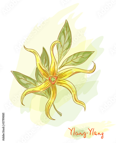 Tropical flower - ylang-ylang (Cananga).