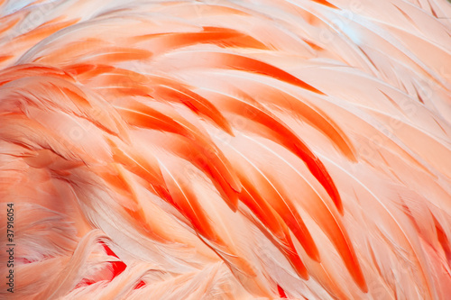 flamingo feathers