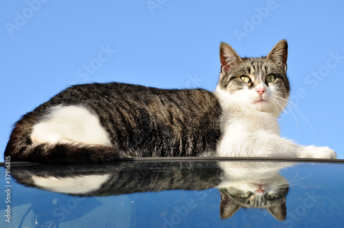 Wallpaper Mural Mirrored cat / Gatto specchiato Torontodigital.ca