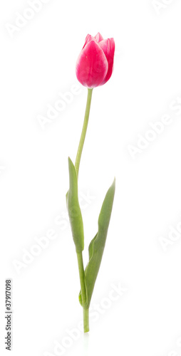 Yellow tulip isolated on white © Africa Studio