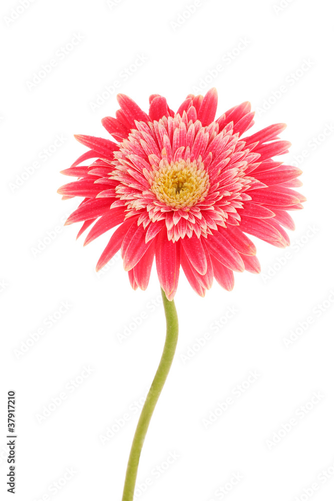 gerbera flower gerbera flower