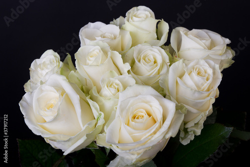Bouquet of white roses  hybrid tea  over black background