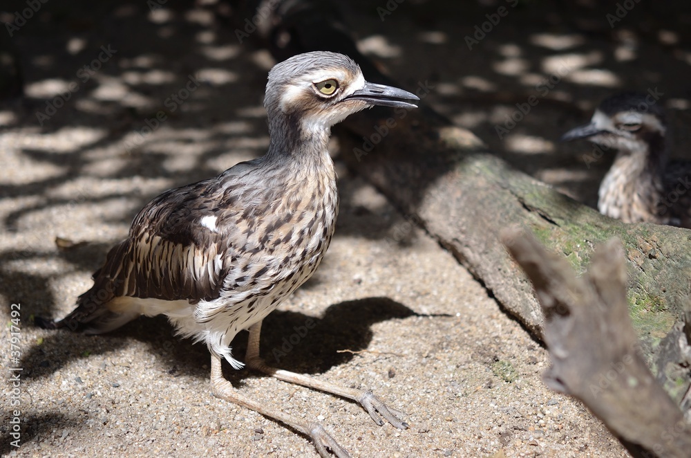 Fototapeta premium オーストラリアイシチドリ