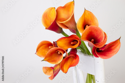 Orange Calla lilies(Zantedeschia) over white photo