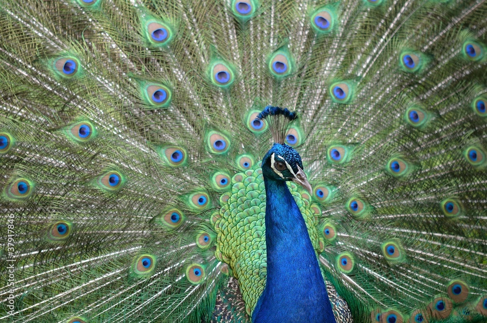 Obraz premium Pióro Kujak