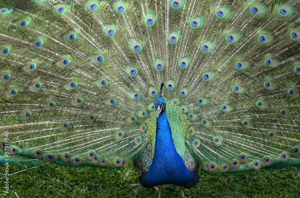 Obraz premium クジャク 羽