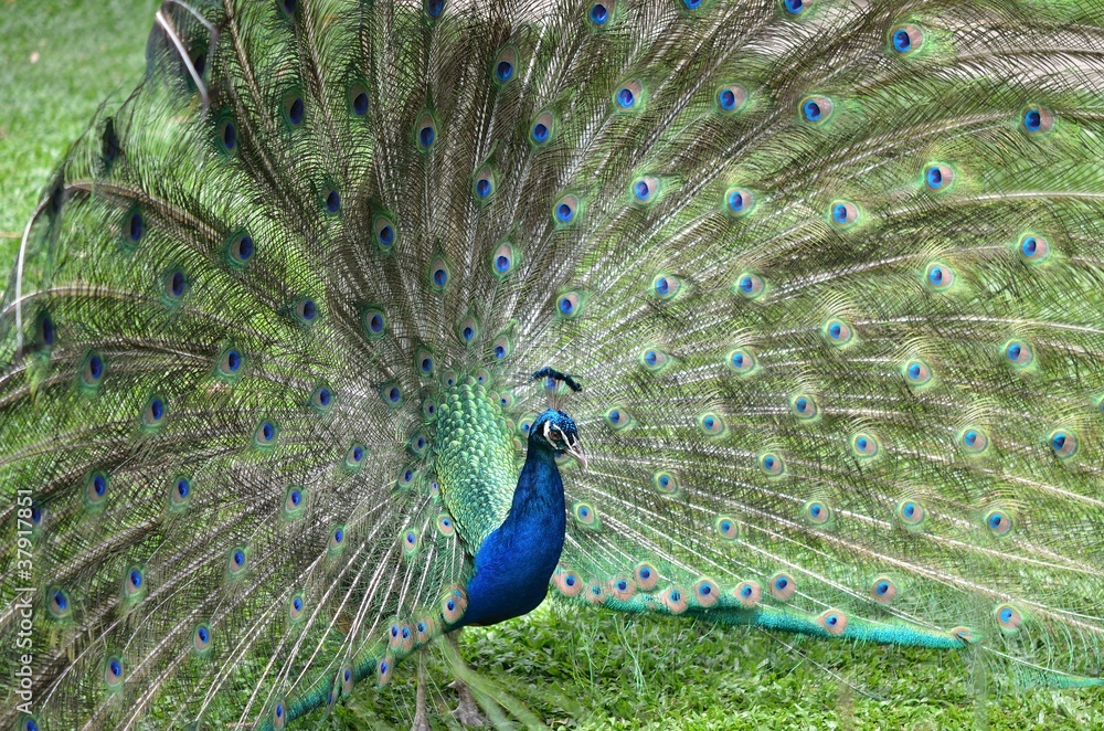 Obraz premium 孔雀