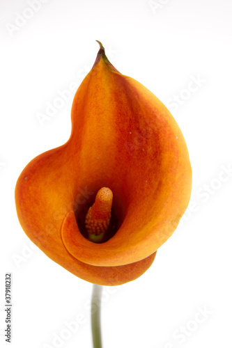 Fototapeta Naklejka Na Ścianę i Meble -  Orange Calla lilies(Zantedeschia) over white