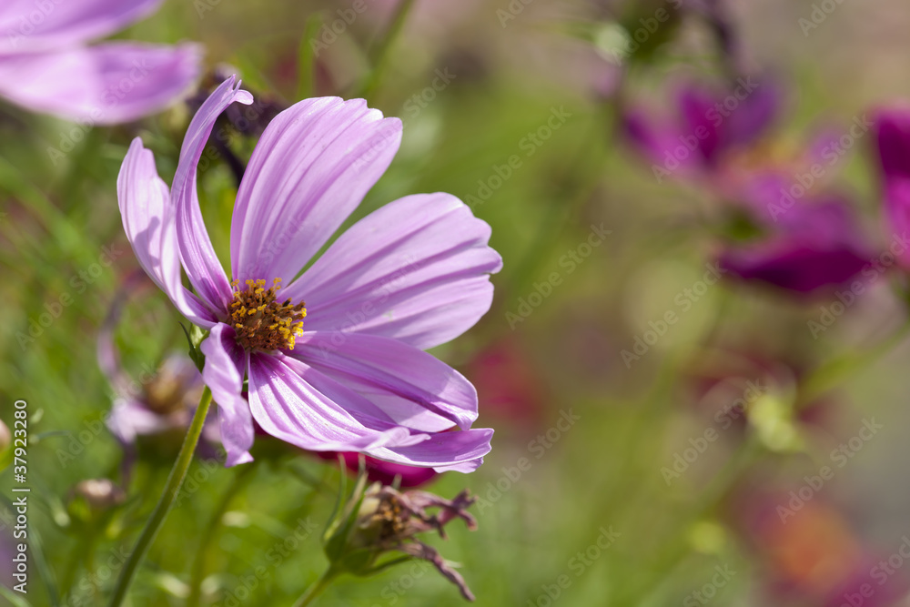Violet flower in sunny day on green background Violet flower in sunny day on green background