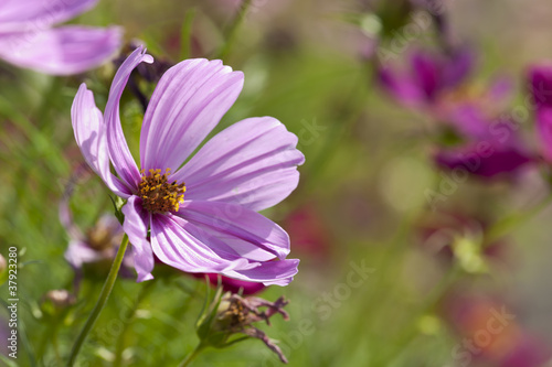 Violet flower in sunny day on green background