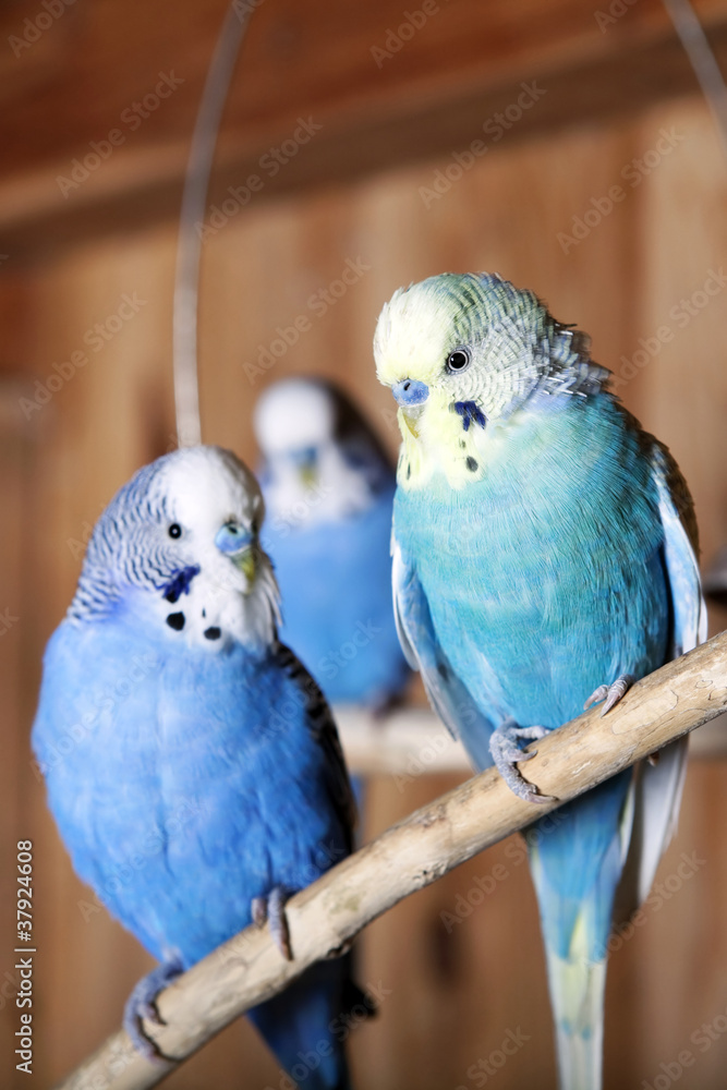 Obraz premium Blue budgie is sitting on a branch in an aviary